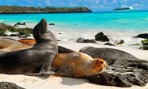 león marino|leon marino galapagos.